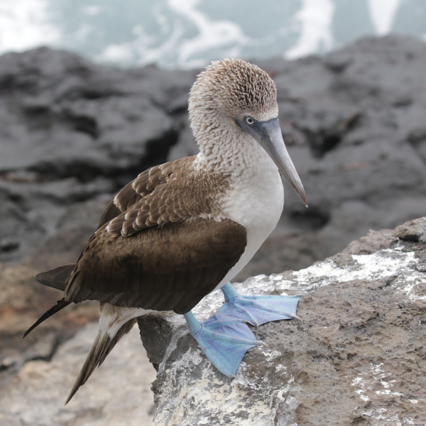 Bluefooted Booby